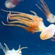 Приморские ученые изобрели антиоксидантный напиток из медуз и цитрусовых
