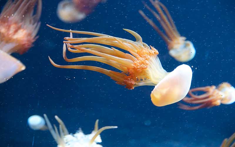Приморские ученые изобрели антиоксидантный напиток из медуз и цитрусовых
